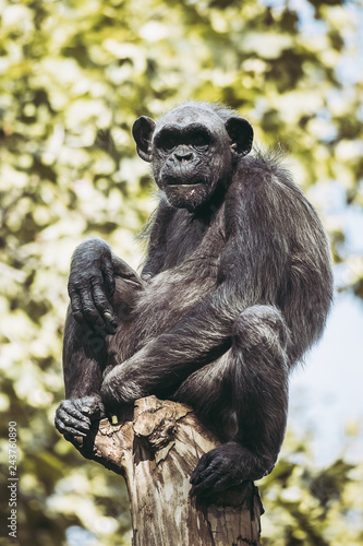 Portrait d'un singe chimpanzé perché