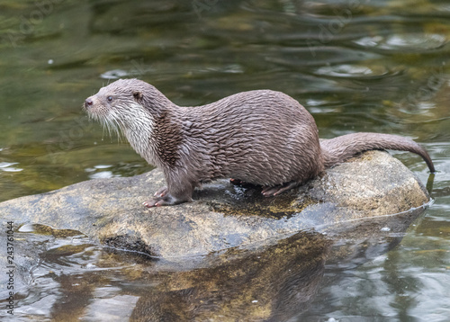 Eurasian otter (Lutra lutra)