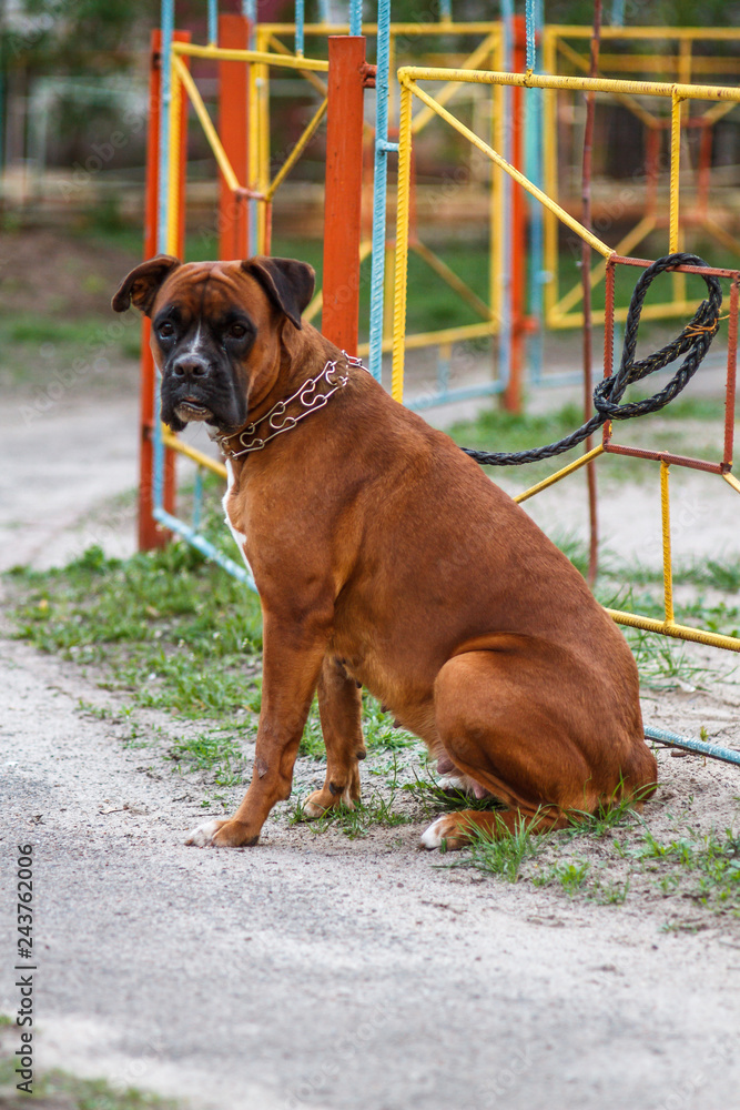 Red dog breed German boxer with uncropped ears with leather leash in a strict collar female