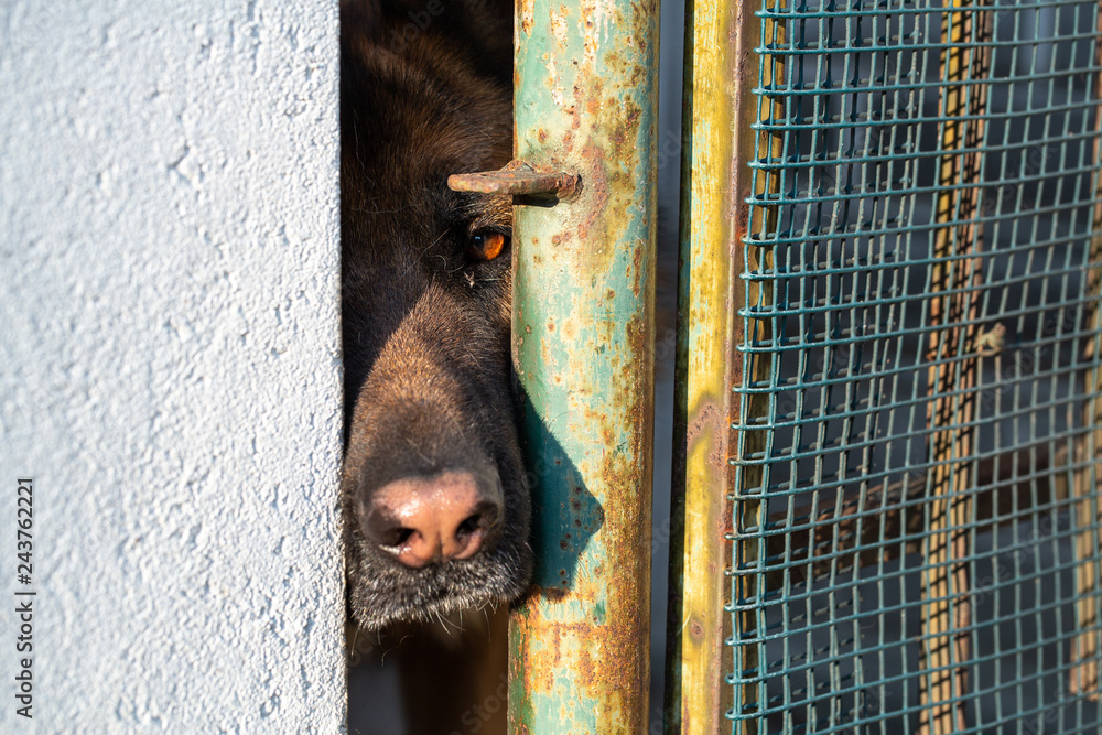 Sad look of a dog locked up in the kennel Stock Photo Adobe Stock