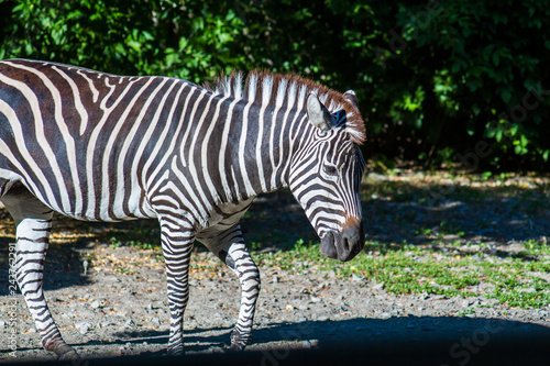 Black and white striped live zebra in the zoo walks
