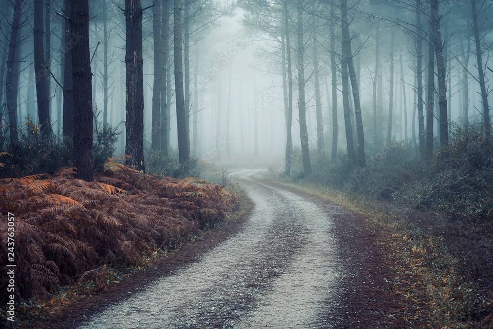 Obraz premium foggy morning 