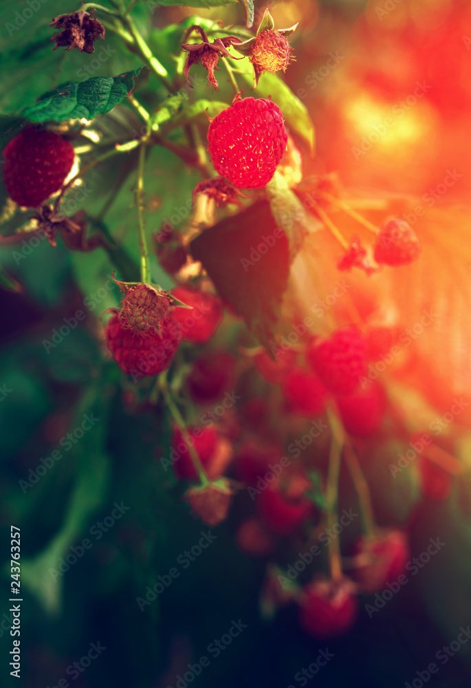 ripe raspberries in garden at sunset. Red sweet berries on raspberry bush. ripe raspberries in garden at sunset. Red sweet berries on raspberry bush.