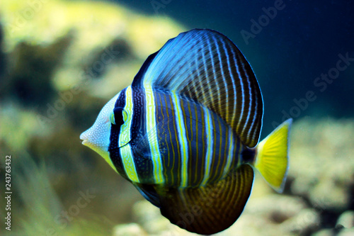 Sailfin Tang fish - (Zebrasoma velifer)  photo