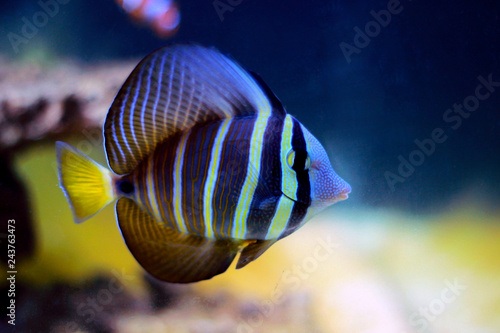 Sailfin Tang fish - (Zebrasoma velifer) 