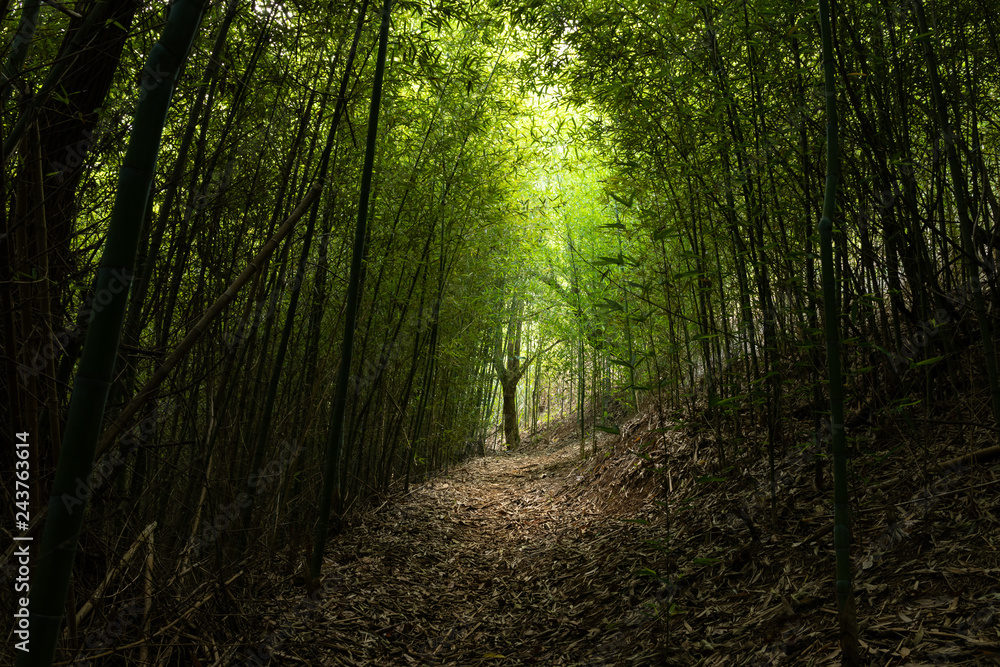 Obraz premium Green bamboo forest on a sunny day