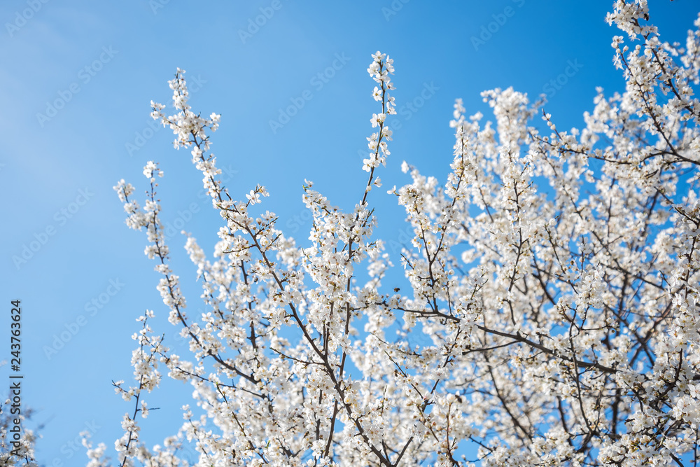 Spring cherry blossom against blue sky and flying bee
