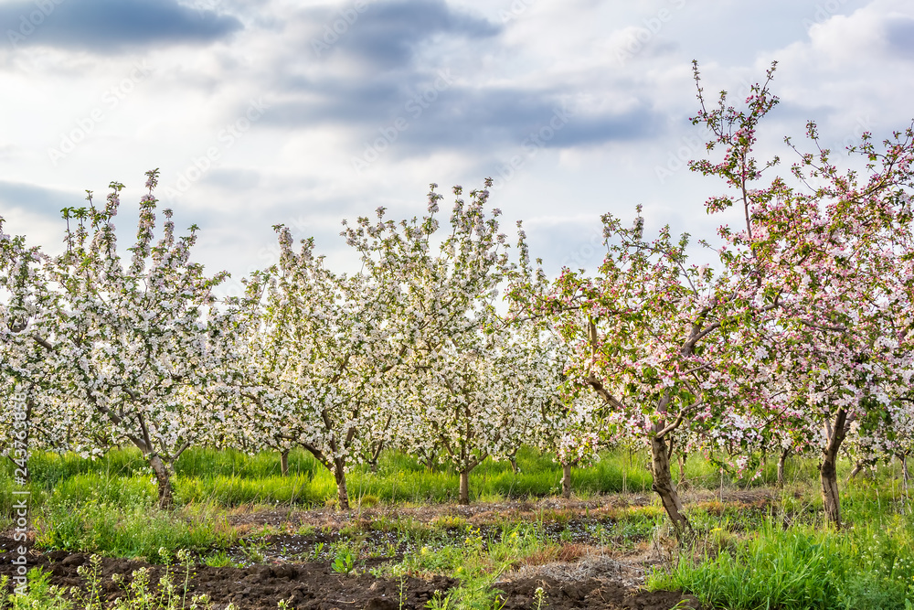 Blossoming apple garden in the evening sun Blossoming apple garden in the evening sun