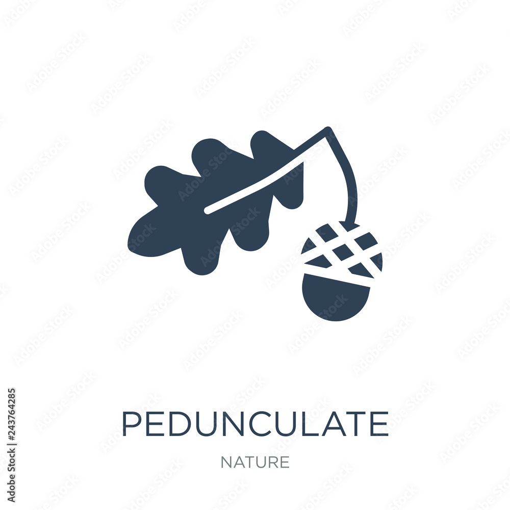 Fototapeta premium pedunculate icon vector on white background, pedunculate trendy