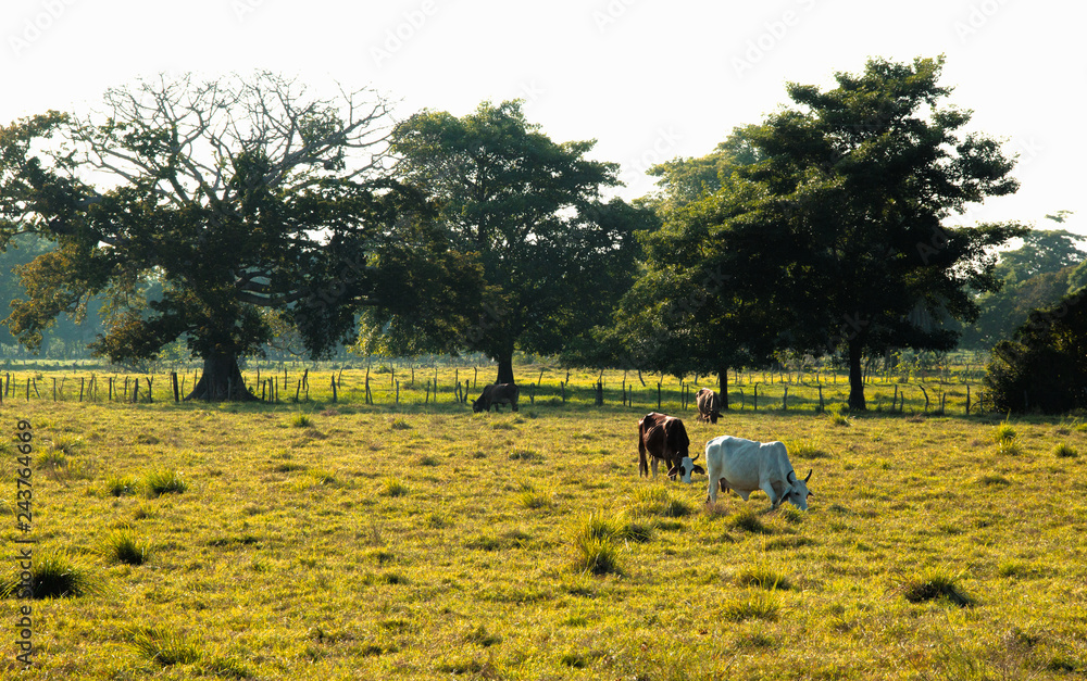 Obraz premium Vacas pastando