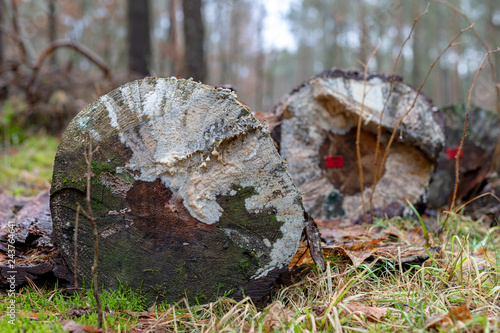 Mold on the trunks of wood in the forest. Wood stacked.