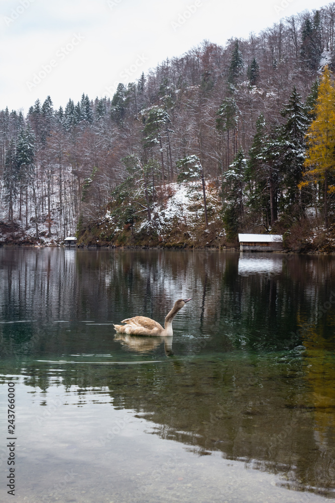Obraz premium Swan on the Alpsee Lake in the winter, near important attraction points Neuschwanstein, bavarian town Hohenschwangau and Fussen, Bavaria, Germany