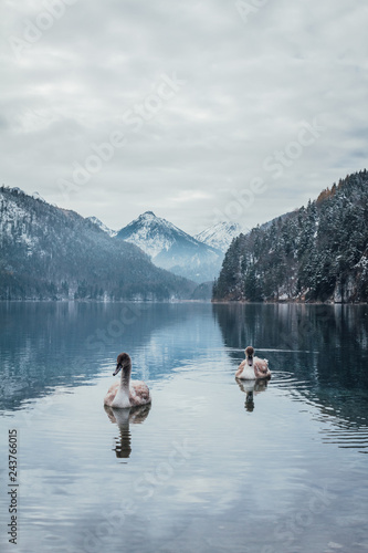 Swans on the Alpsee lake near Schwangau in Bavaria with views of the Alps