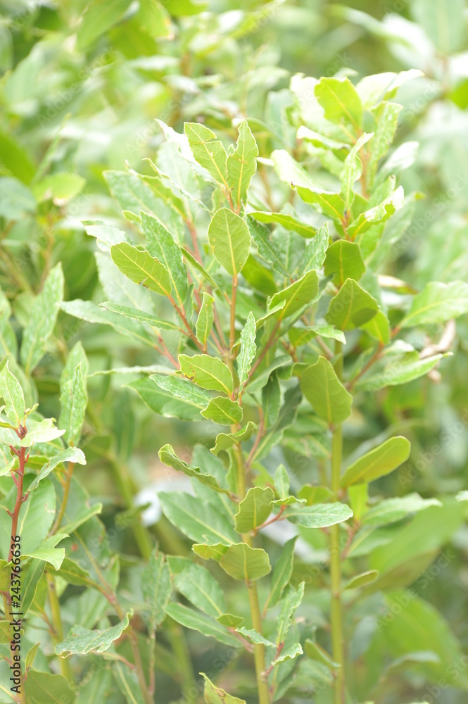 Obraz premium Laurus nobilis - Laurier-sauce