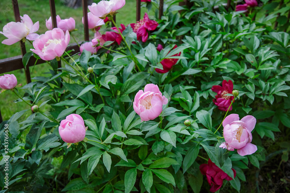 Shrubs beautiful peonies in the garden. Sunny day in the garden. Shrubs beautiful peonies in the garden. Sunny day in the garden.