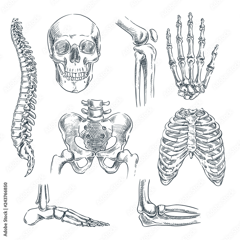 Hand Bones Human hand and wrist bones sketch drawing vector illustrations  set Part of human skeleton graphic Stock Vector Image  Art  Alamy