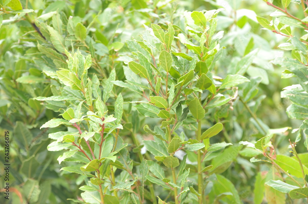 Naklejka premium Laurus nobilis - Laurier-sauce