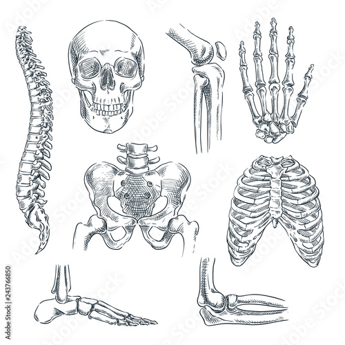 Human skeleton, bones and joints. Vector sketch isolated illustration. Hand drawn doodle anatomy symbols set