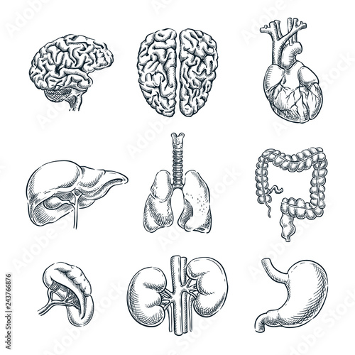 Human internal organs. Vector sketch isolated illustration. Hand drawn doodle anatomy symbols set