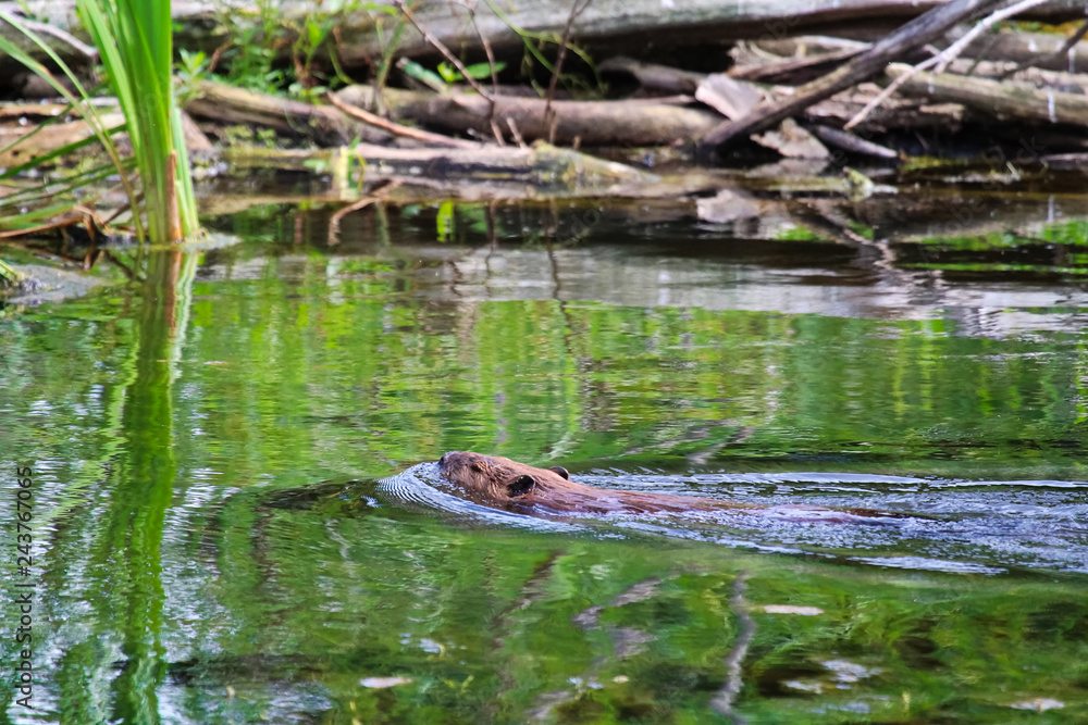 Fototapeta premium A beaver swimming next to a log mass