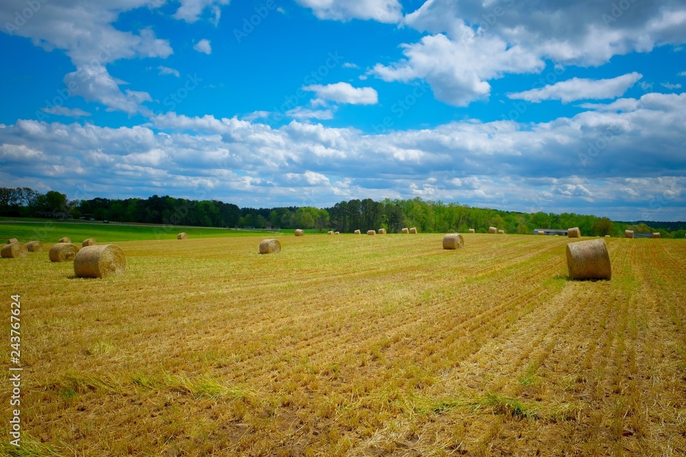 A scenic view of a freshly cut winter wheat field with bales of straw scattered on the land under partly cloudy skies. Raleigh, North Carolina.