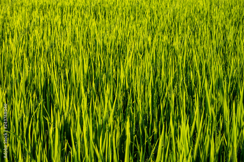 close up Rice field