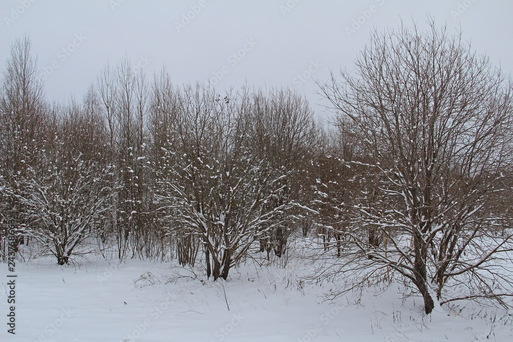 Beautiful winter landscape. Winter forest in the snow. Beautiful winter landscape. Winter forest in the snow.