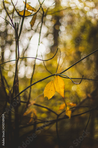 A couple of fallen leaves on a branch © Max