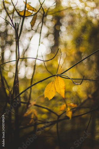 A couple of fallen leaves on a branch