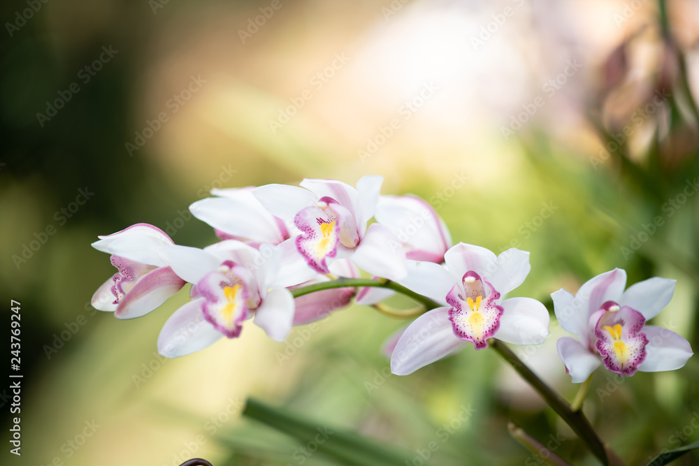 Fototapeta premium Cymbidium orchid, Orissa Christmas tree, Orchid family