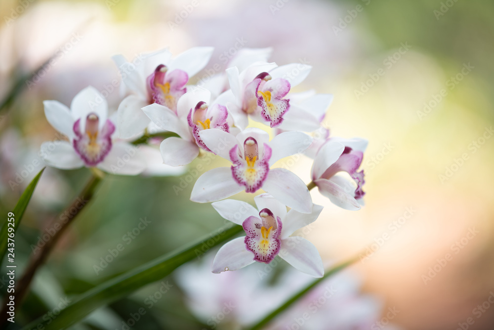 Obraz premium Cymbidium orchid, Orissa Christmas tree, Orchid family