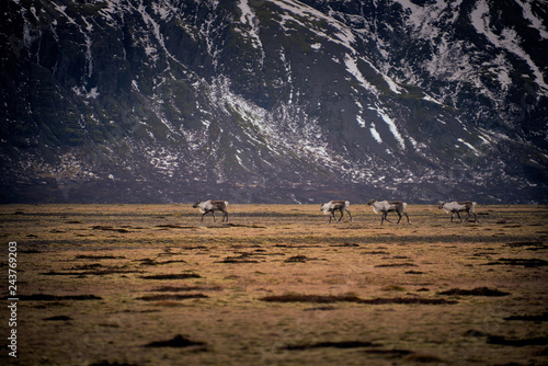 Reindeer Caribou Iceland © Roksolana