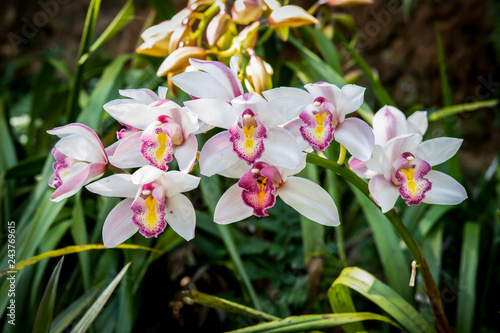 Cymbidium orchid  Orissa Christmas tree  Orchid family