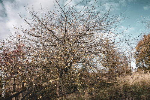 Leafless tree on autumn meadow.Nature scene in rural England.Season change.