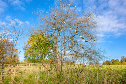 Autumn nature theme.Bare tree with few remaining leaves growing on meadow and blue sky above horizon. 