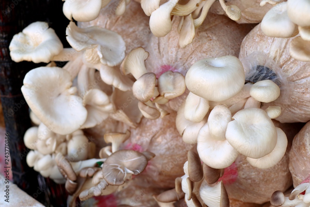 mushrooms cultivation in farm mushrooms cultivation in farm