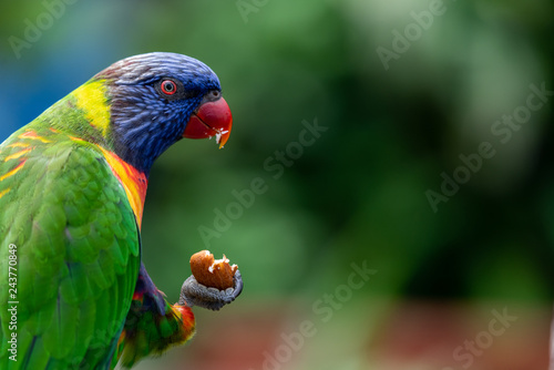 Obraz na płótnie Closeup of a Rainbow Lorikeet w salonie