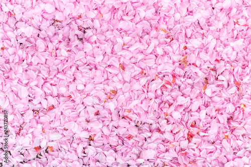  Nature,flowers,environment,parks and abstract concept: background with pink petals of a cherry flower.Petals lying on the street.