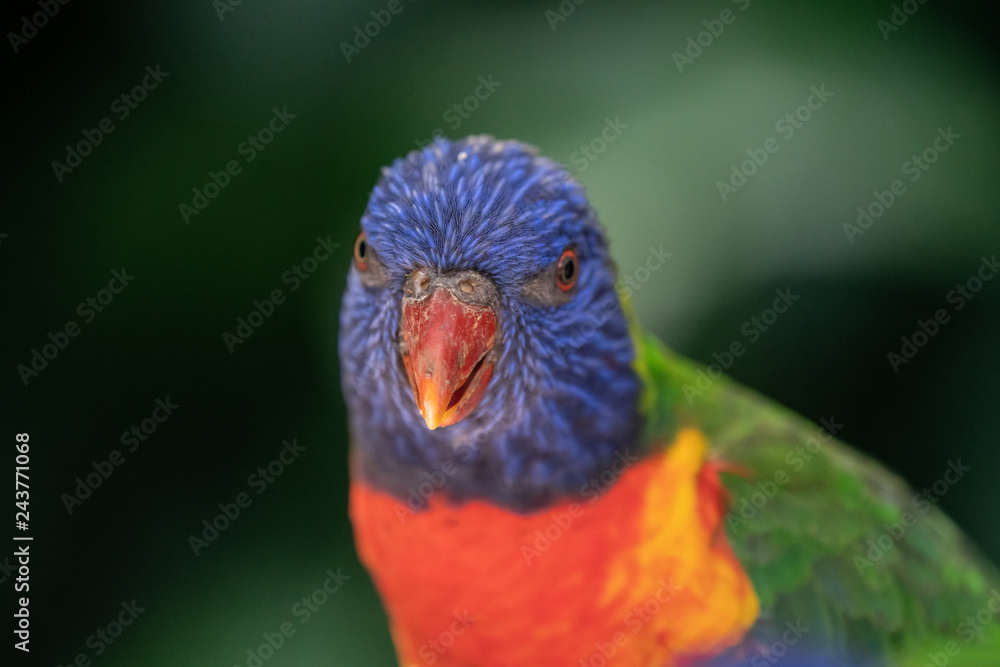 Closeup of a Rainbow Lorikeet in Queensland Australia Closeup of a Rainbow Lorikeet in Queensland Australia