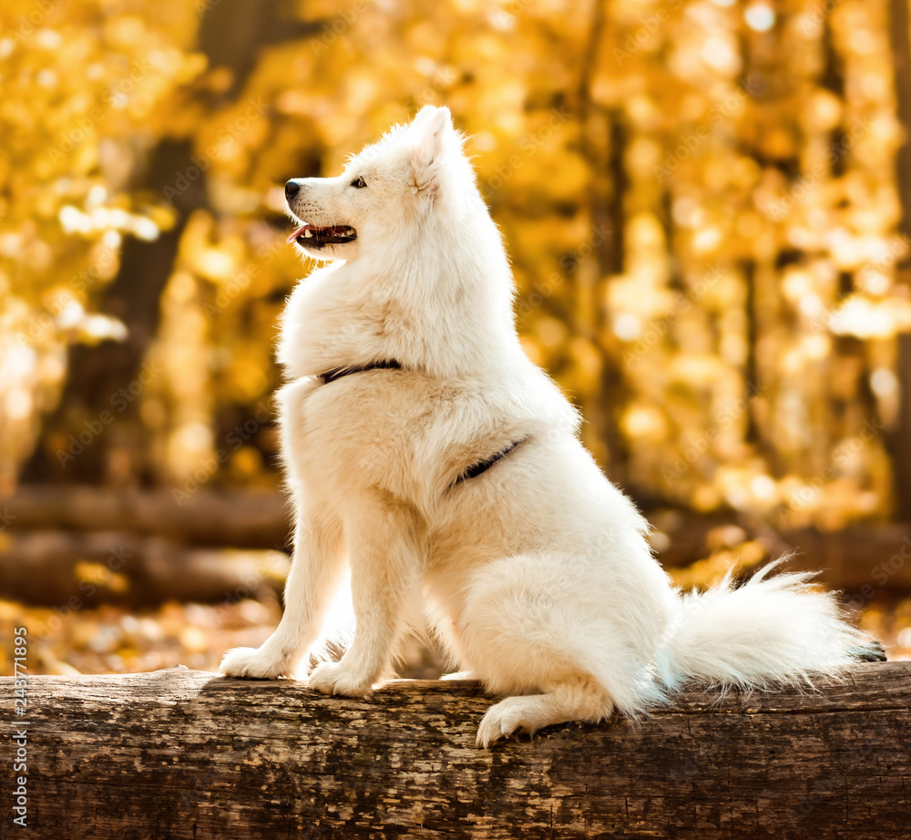 dog breed samoyed husky. White long haired dog in the autumn forest dog breed samoyed husky. White long haired dog in the autumn forest