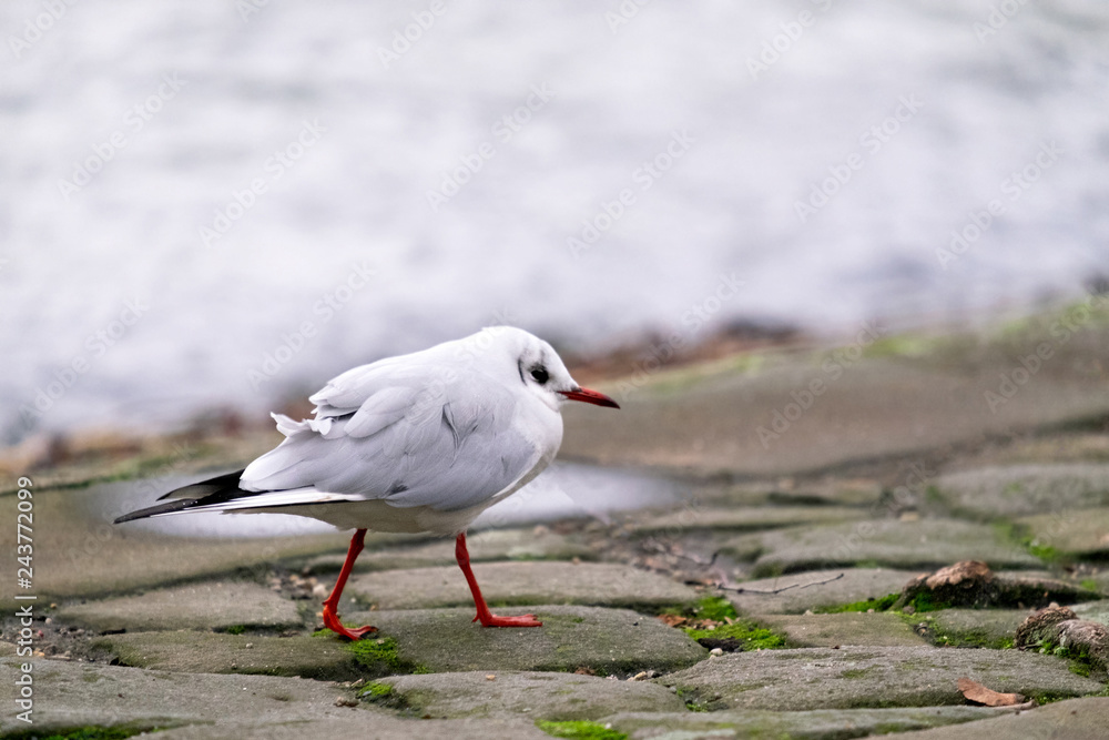 Naklejka premium Young gull walking along a lake.