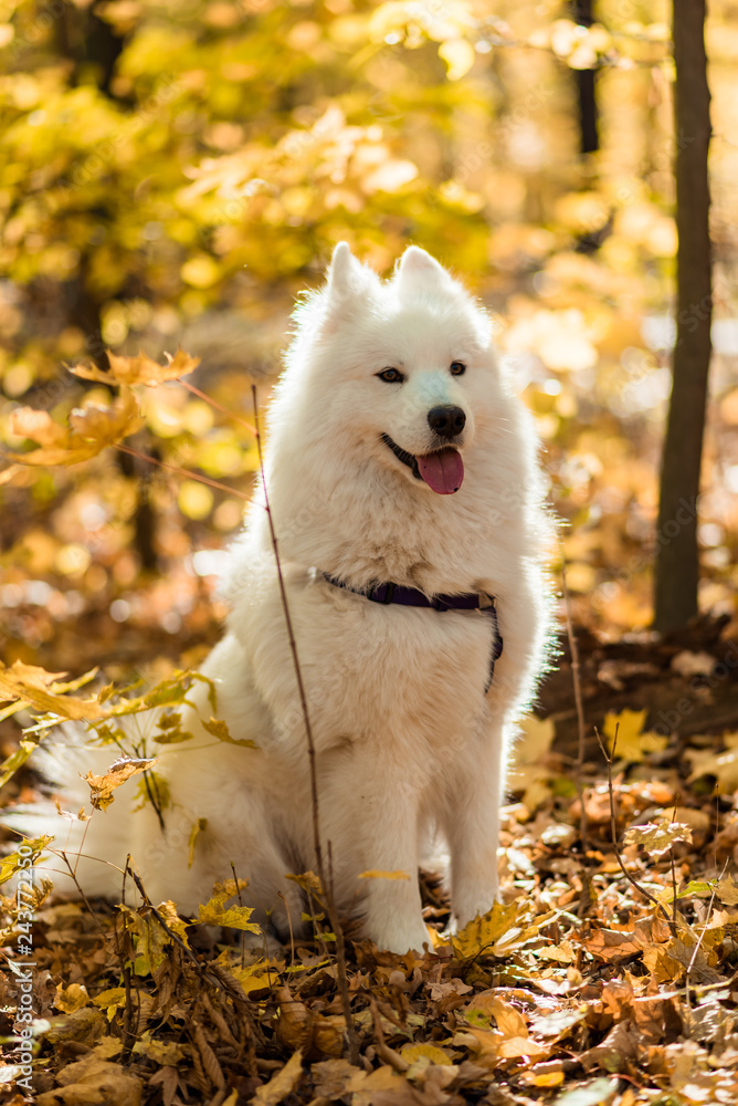 dog breed samoyed husky. White long haired dog in the autumn forest