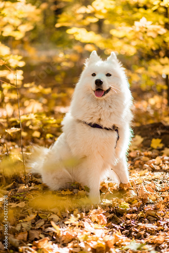 dog breed samoyed husky. Beautiful big white dog. White long haired dog in the autumn forest
