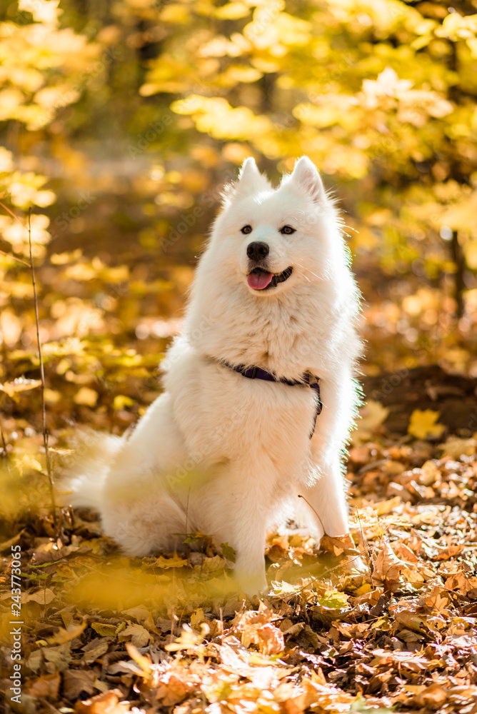 dog breed samoyed husky. Beautiful big white dog. White long haired dog in  the autumn forest Stock Photo | Adobe Stock