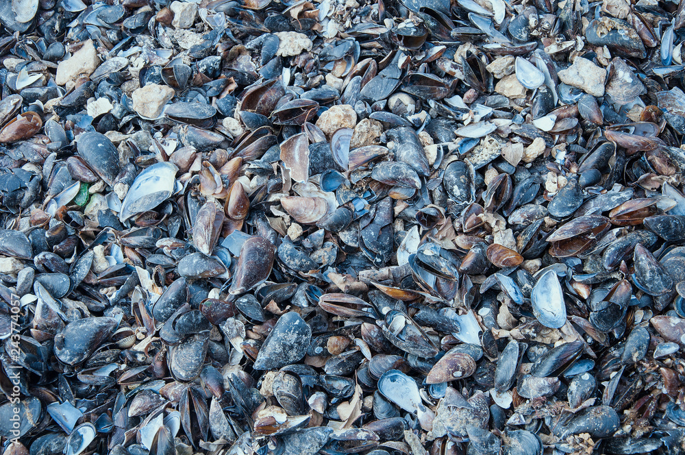 Sea shell texture. The background is blue and brown, with sand and mud. Sea shell texture. The background is blue and brown, with sand and mud.