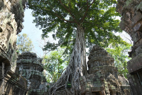 Siem Reap,Cambodia-Januay 11, 2019: Roots of a spung or Tetrameles running along the gallery in Ta Phrom temple in Siem Reap, Cambodia
 photo