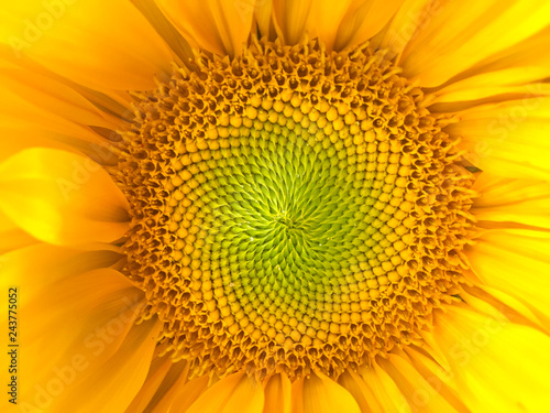 Sunflower natural background. Sunflower blooming. Close-up of sunflower.