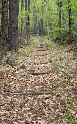 Stone stairs along a path through a summer forest in New England. photo