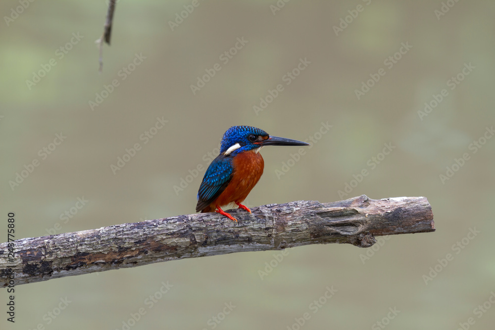 blue eared kingfisher (alcedo meninting).The blue-eared kingfisher is found in Asia, ranging across the Indian subcontinent and Southeast Asia. It is found mainly in dense shaded forests where it hunt blue eared kingfisher (alcedo meninting).The blue-eared kingfisher is found in Asia, ranging across the Indian subcontinent and Southeast Asia. It is found mainly in dense shaded forests where it hunt