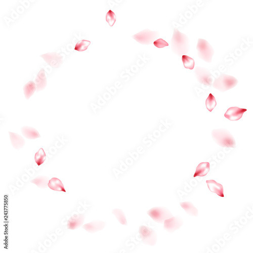 Pink sakura flower flying petals isolated on white vector background.